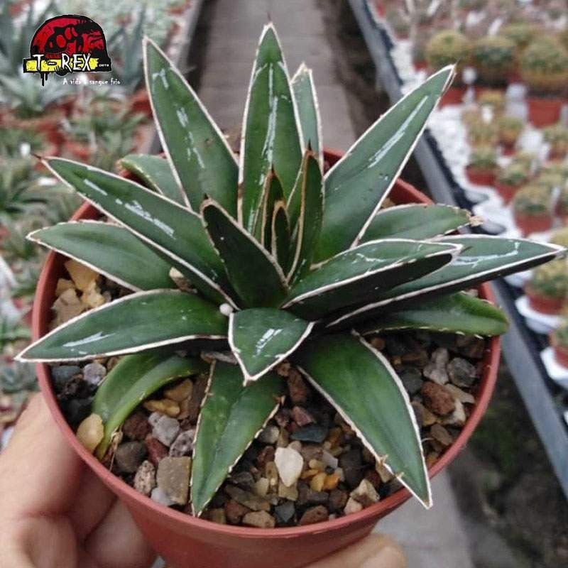comprar suculenta agave victoriae reginae