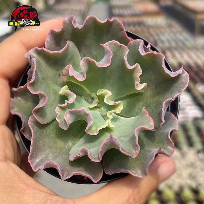 muda de suculenta echeveria gibbiflora verrugas