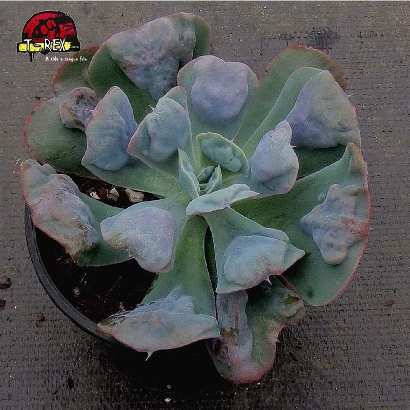 comprar suculenta echeveria hearts delight