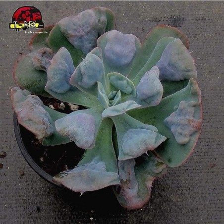 comprar suculenta echeveria hearts delight
