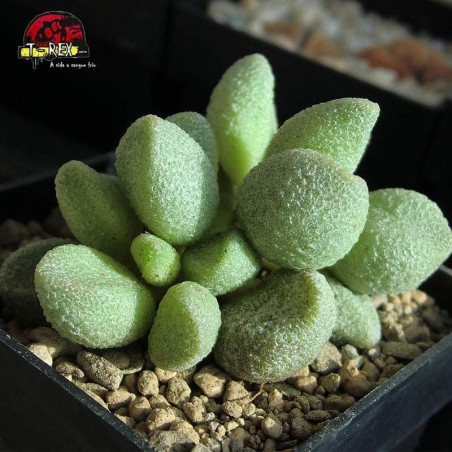 comprar suculenta echeveria adromichus mirianiae