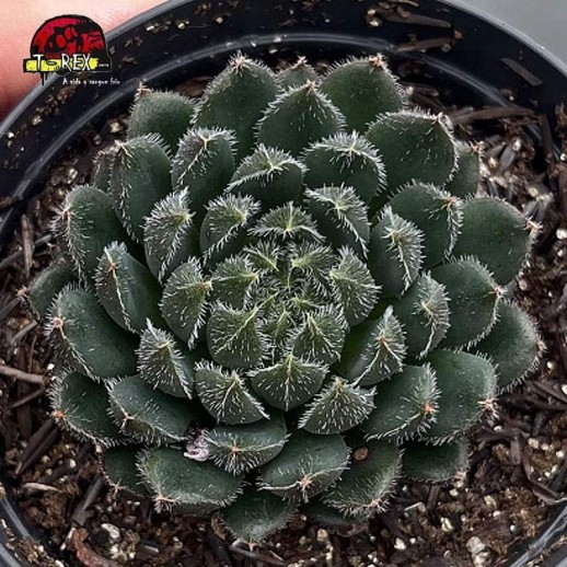 comprar suculenta ecehveria scorpion