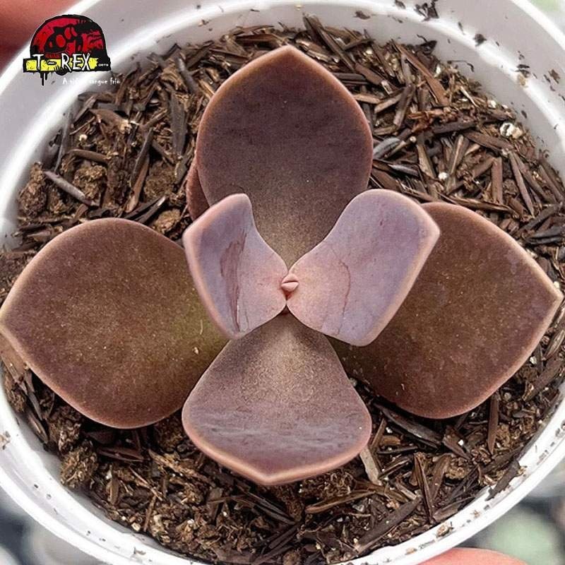 comprar suculenta lenophyllum obtusum