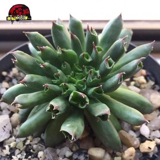 comprar suculenta sempervivum oddity