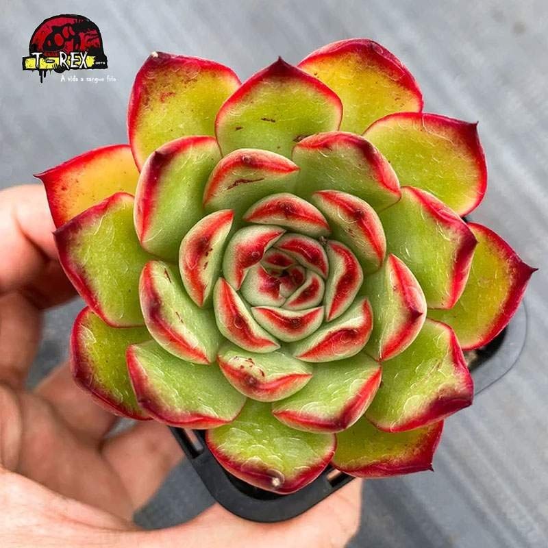 comprar suculenta echeveria puli lindsayana