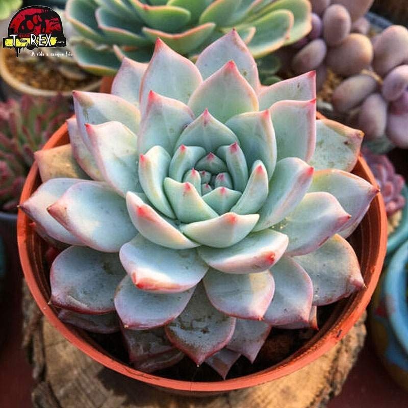 comprar muda de suculenta importada