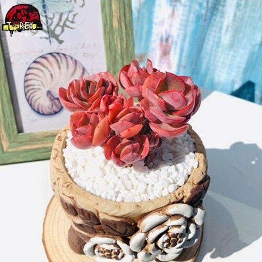 comprar muda de suculenta raridade