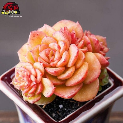 comprar planta suculenta exotica