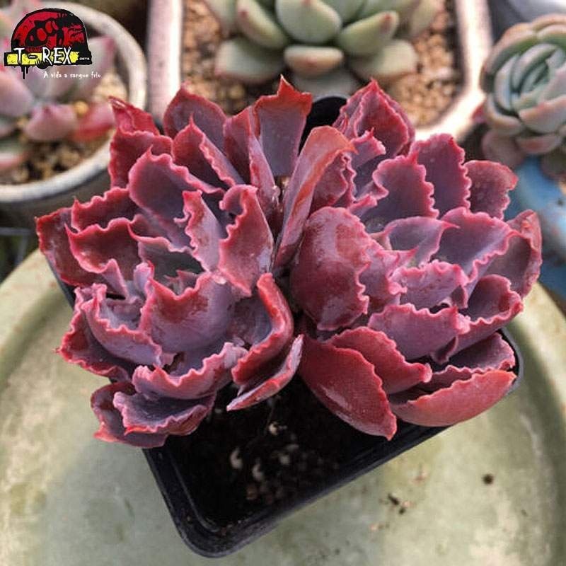 comprar muda de suculenta importada