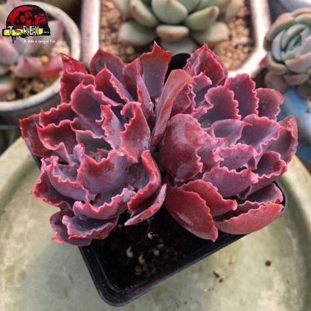 comprar muda de suculenta importada