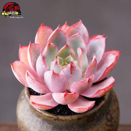 comprar muda de suculenta raridade