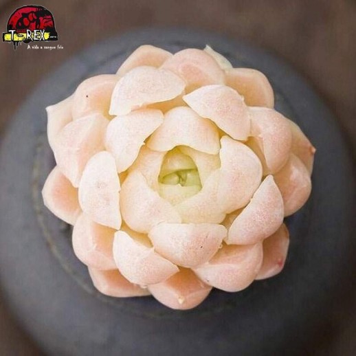 comprar suculenta importada