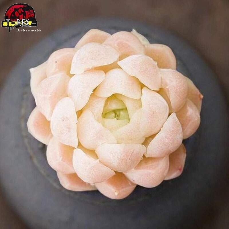 comprar suculenta importada