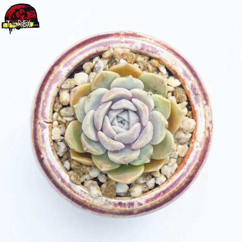 compra muda de planta suculenta importada