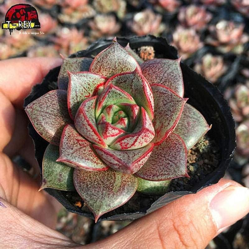 comprar muda suculenta exótica