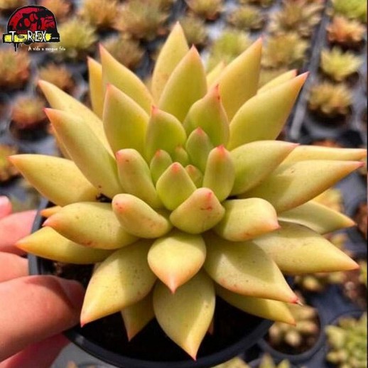 comprar muda de suculenta raridade