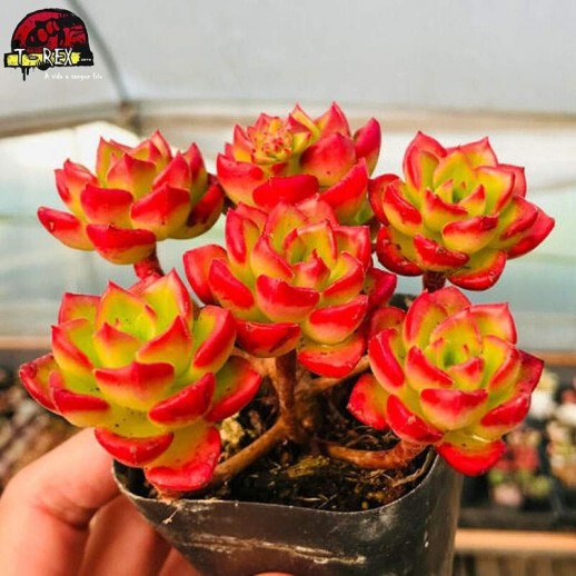 comprar suculenta exótica