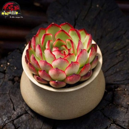 comprar muda de suculenta rara