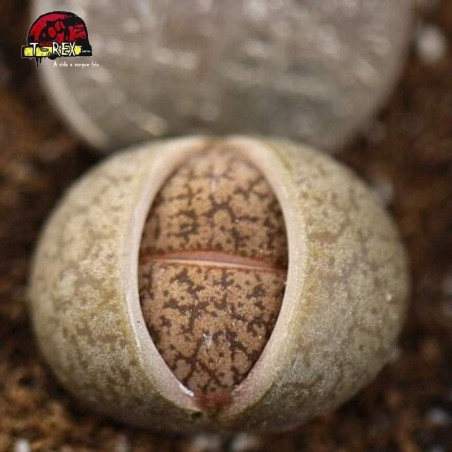 compra cacto pedra lithops