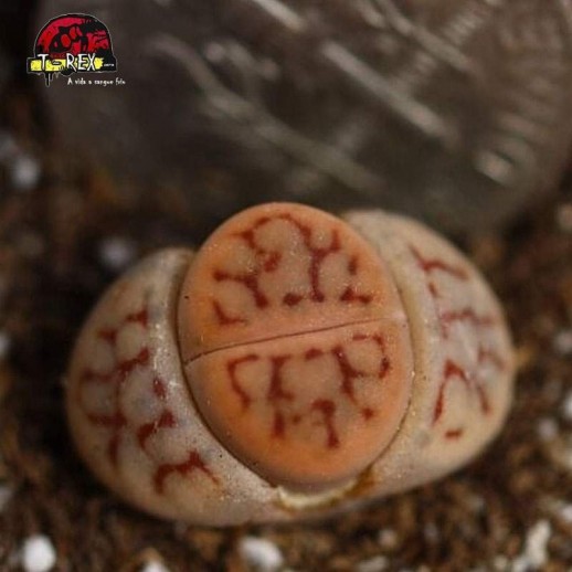 lithops cacto pedra laranja