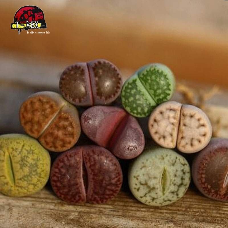 Venda de mudas de cacto pedra