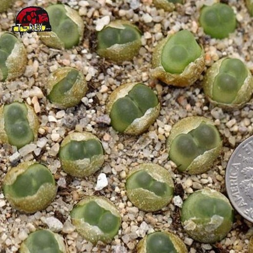 aonde comprar cacto pedra conophytum ratum
