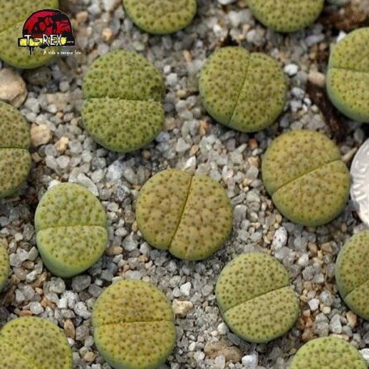 comprar cacto pedra aurea