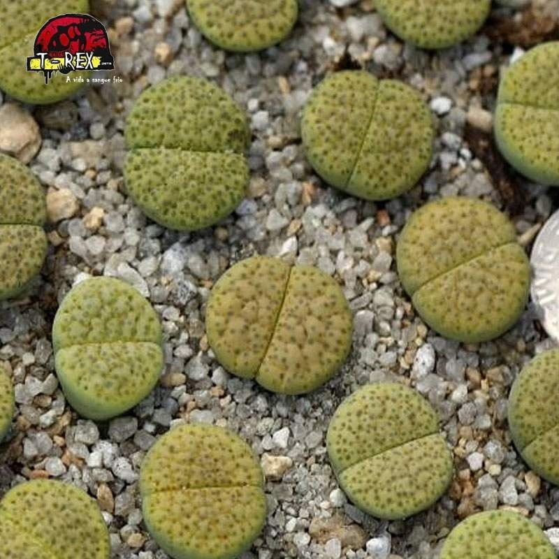 comprar cacto pedra aurea