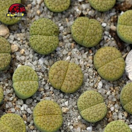 comprar cacto pedra aurea