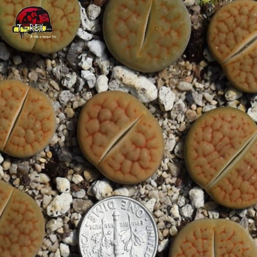 comprar cacto pedra aubarede