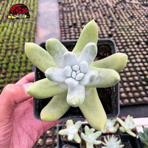 Muda de Planta Suculenta Rara