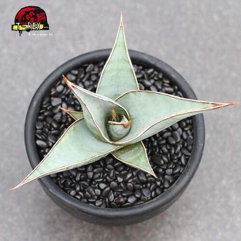 comprar muda de planta suculenta exótica