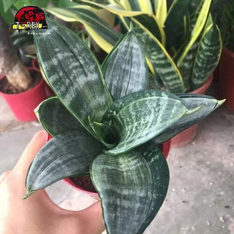 comprara suculenta importada