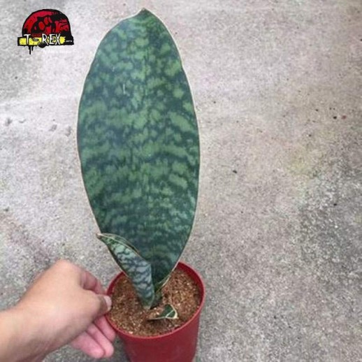 compar muda de suculenta rara