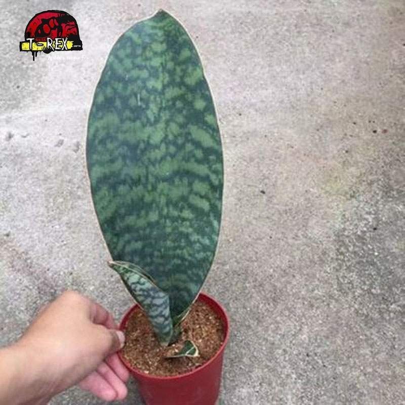 compar muda de suculenta rara