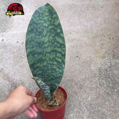 compar muda de suculenta rara