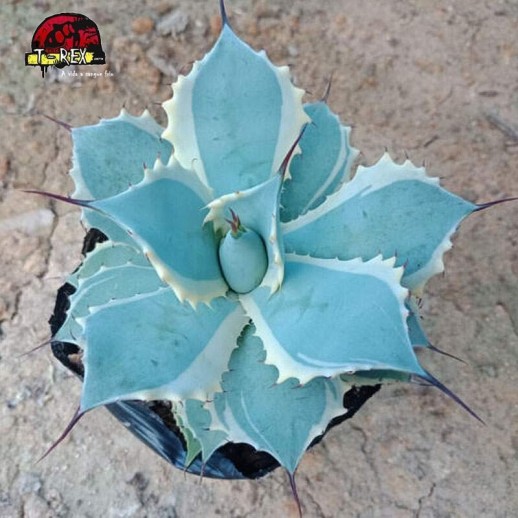 compra muda de suculenta raridade