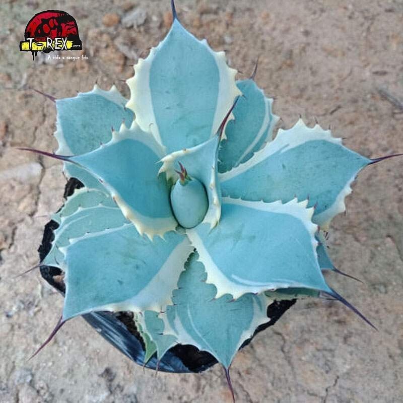 compra muda de suculenta raridade