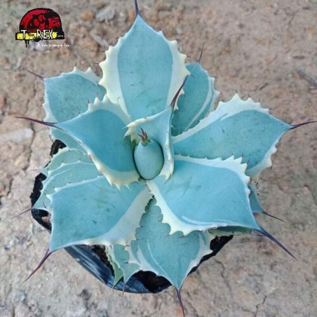 compra muda de suculenta raridade