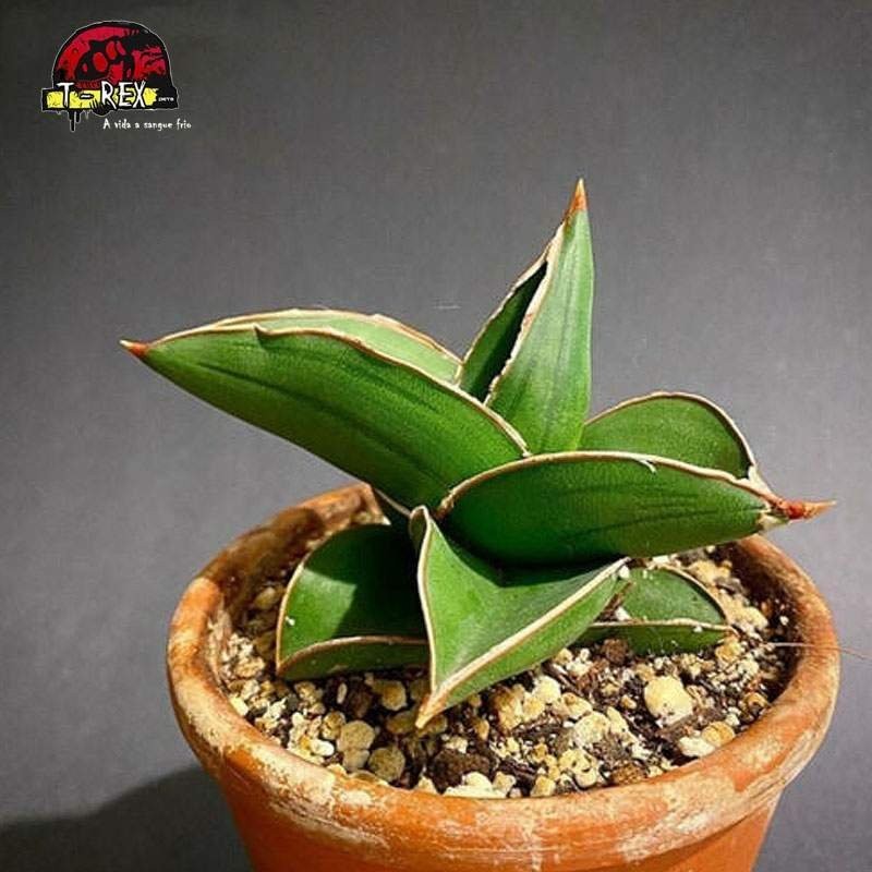 comprar suculenta importada