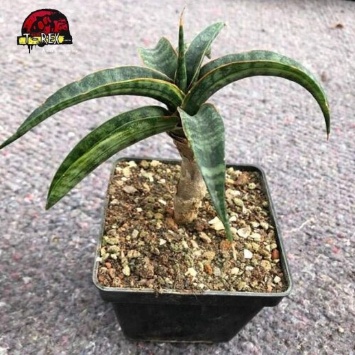 comprar planta suculenta exotica