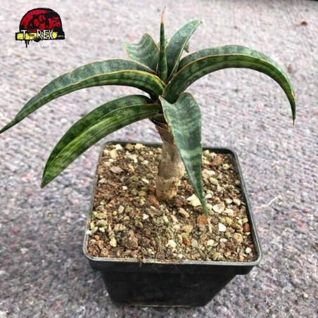 comprar planta suculenta exotica