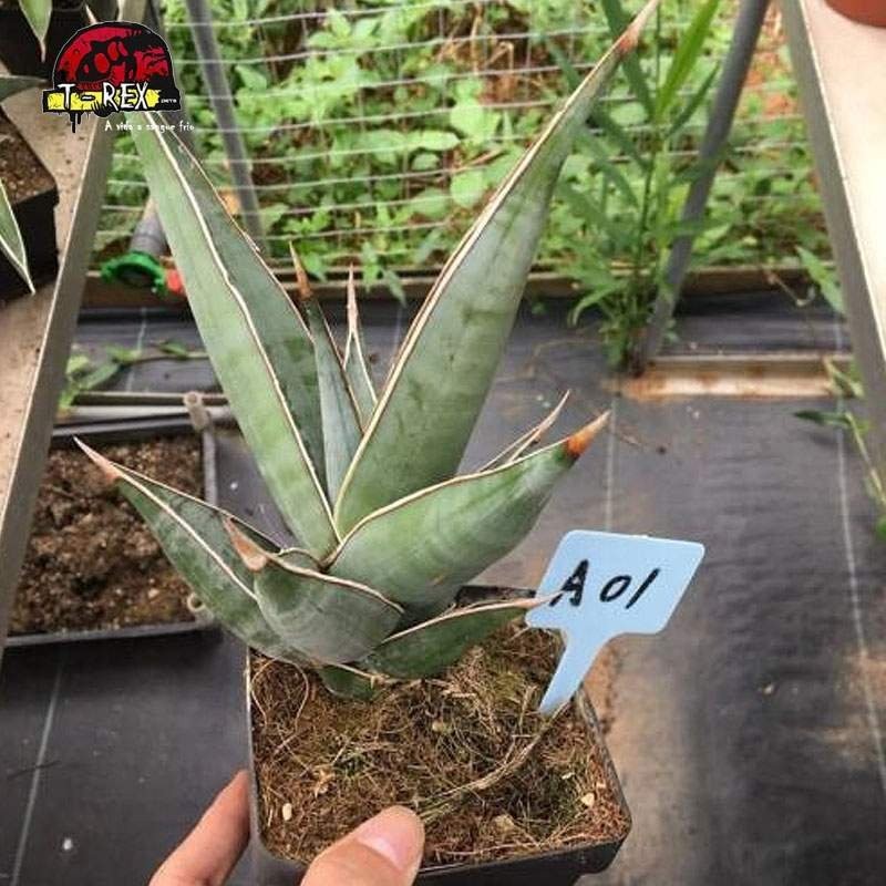 comprar planta suculenta importada