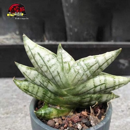 comprar muda de suculenta rara