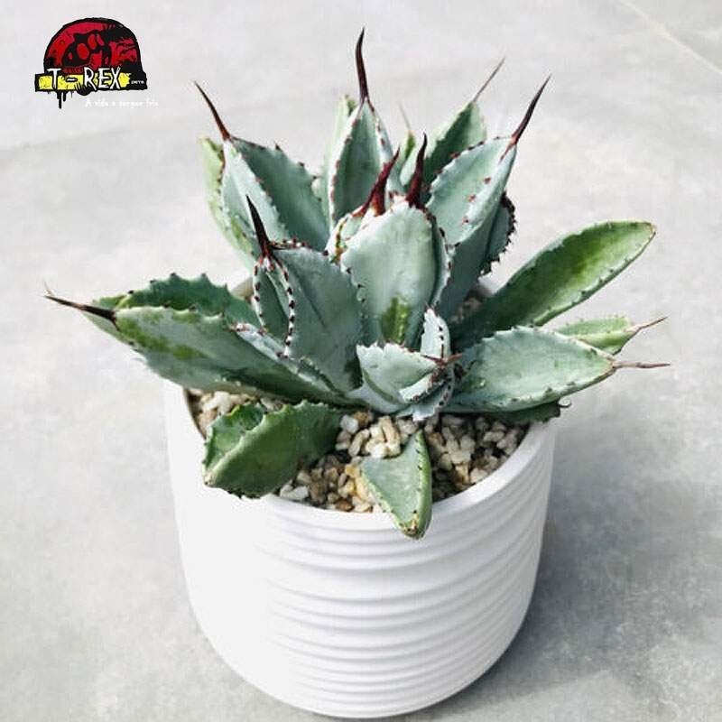 comprar suculenta importada