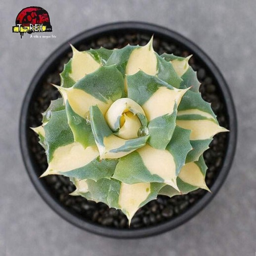 comprar planta suculenta exotica