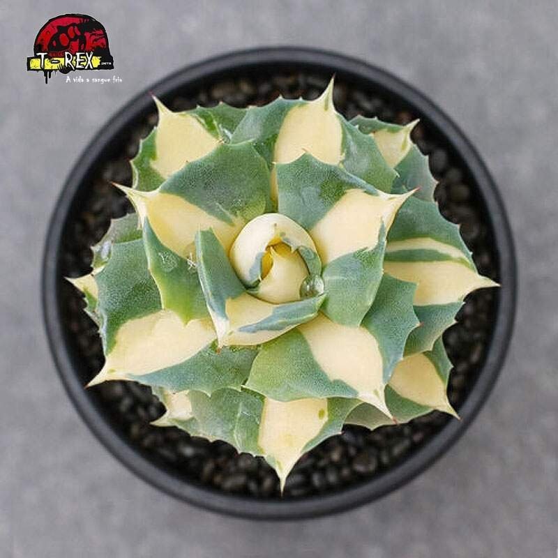 comprar planta suculenta exotica