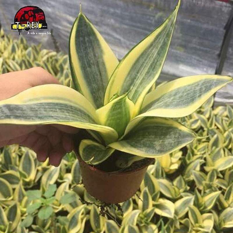 comprar muda de suculenta importada