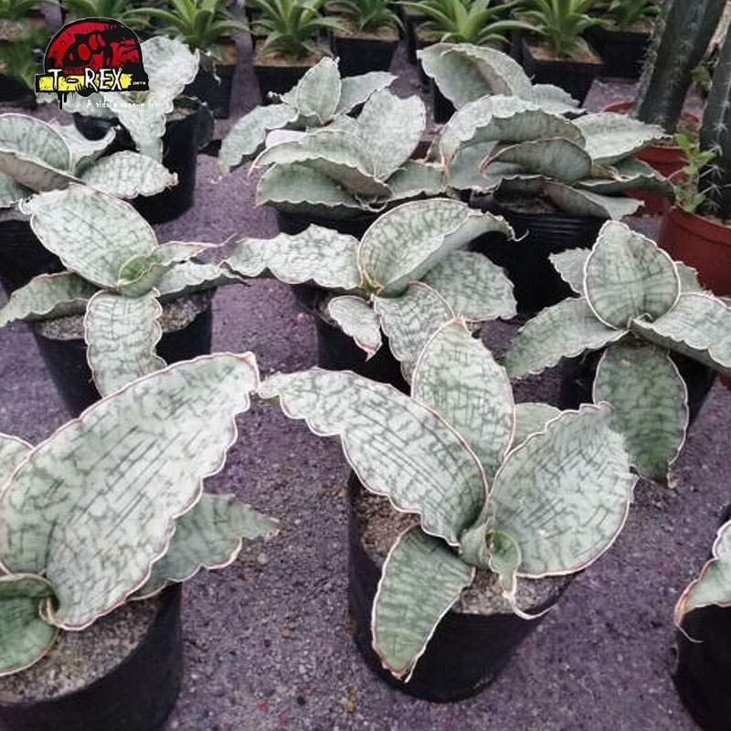 comprar muda de suculenta rara