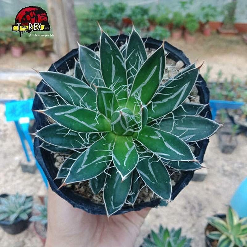 comprar muda de suculenta exotica